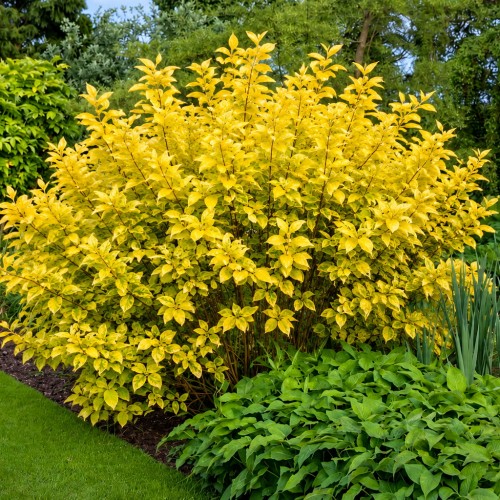 Cornus alba 'Aurea' - Siberi kontpuu 'Aurea' C5/5L